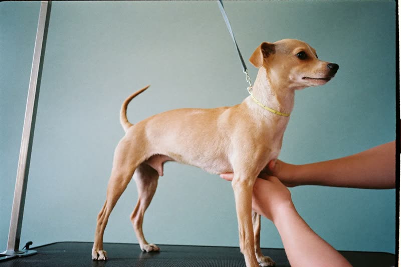 A small dog standing steady on a grooming table while being handled
