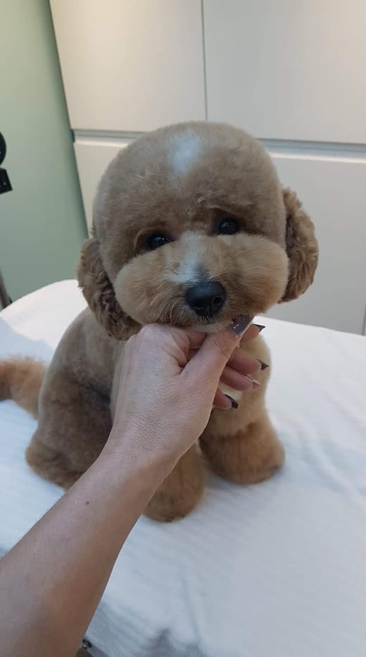 A freshly groomed apricot toy poodle on a white towel, the groomer's hand gently holding its chin