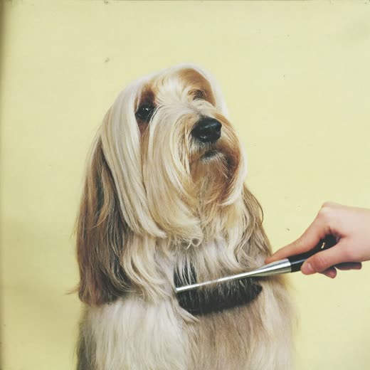 A long-haired terrier being brushed out